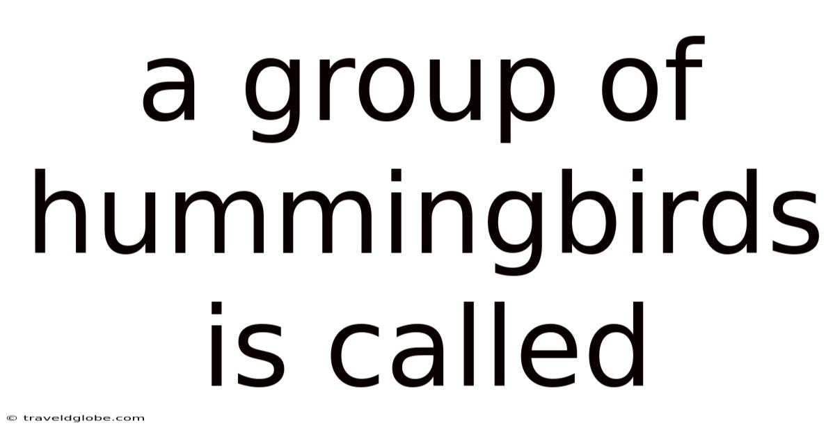 A Group Of Hummingbirds Is Called
