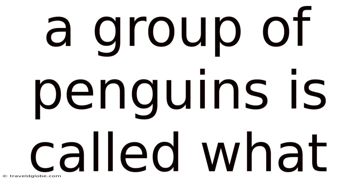A Group Of Penguins Is Called What