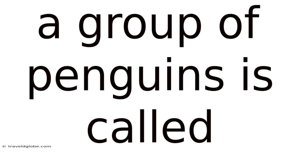 A Group Of Penguins Is Called