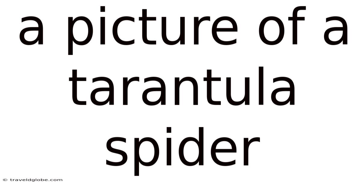 A Picture Of A Tarantula Spider