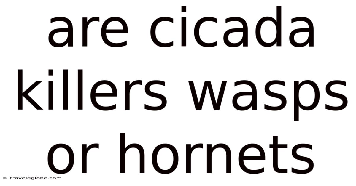 Are Cicada Killers Wasps Or Hornets