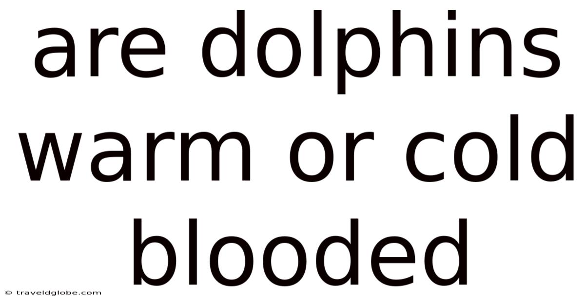 Are Dolphins Warm Or Cold Blooded