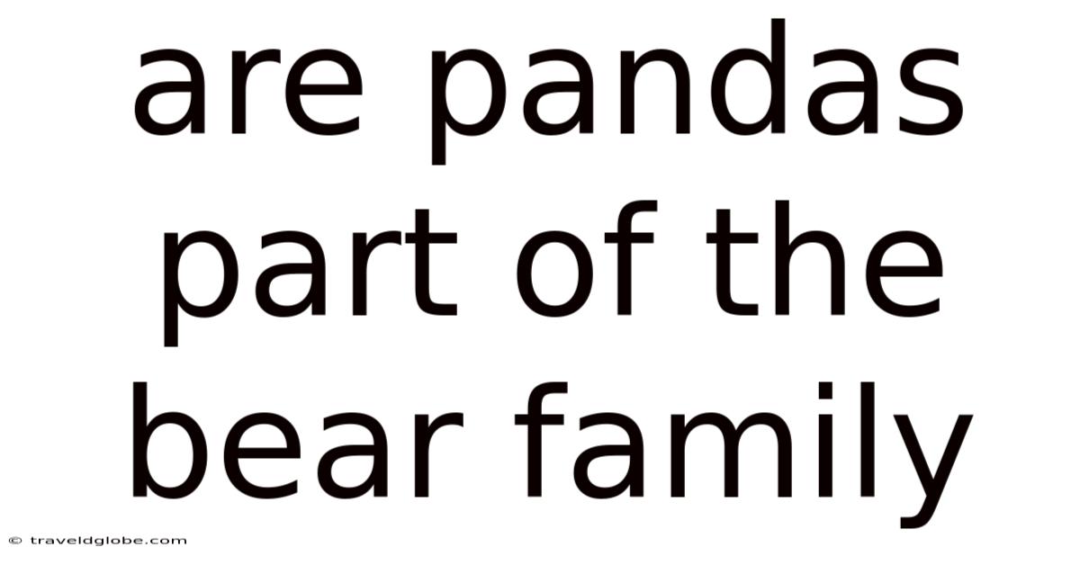 Are Pandas Part Of The Bear Family