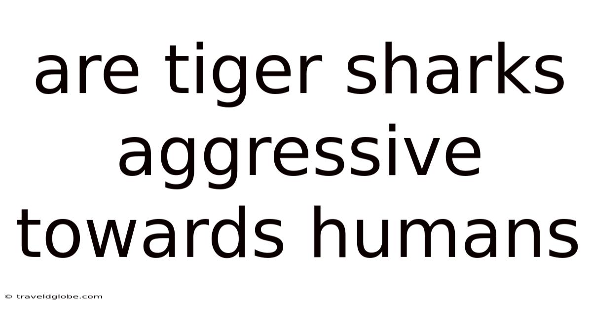 Are Tiger Sharks Aggressive Towards Humans
