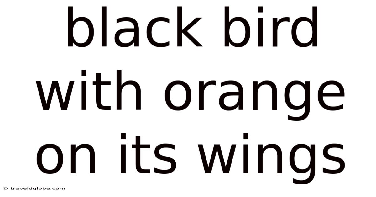 Black Bird With Orange On Its Wings