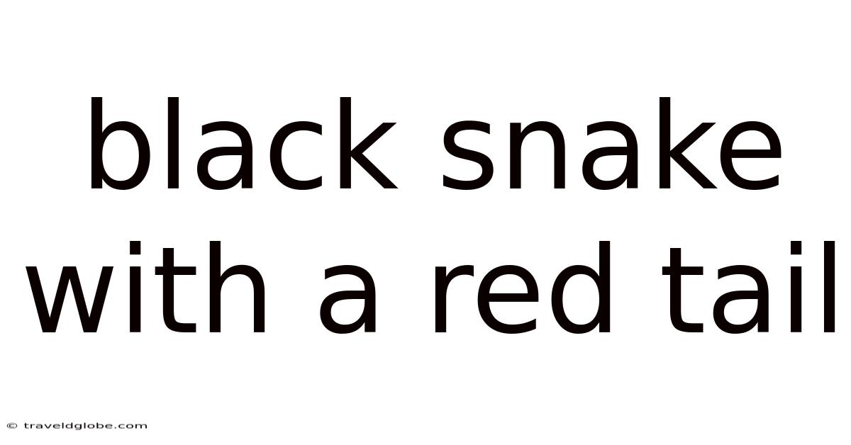 Black Snake With A Red Tail