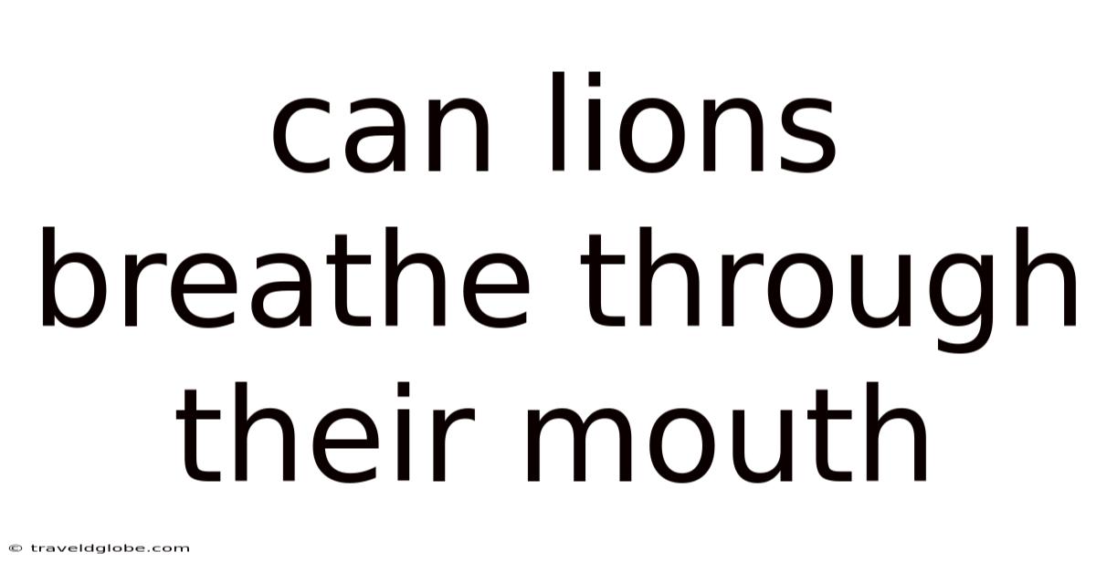 Can Lions Breathe Through Their Mouth
