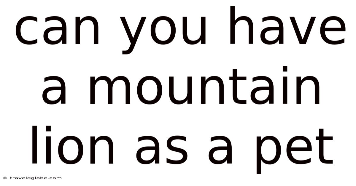 Can You Have A Mountain Lion As A Pet