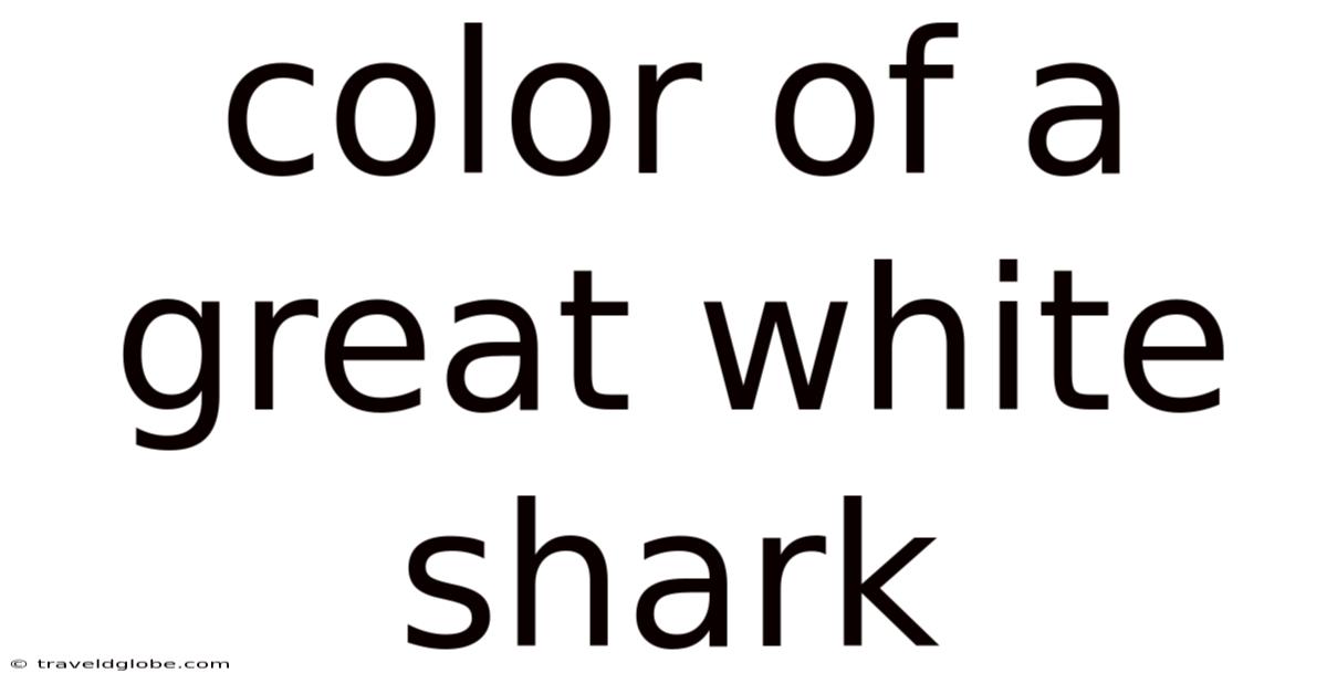 Color Of A Great White Shark