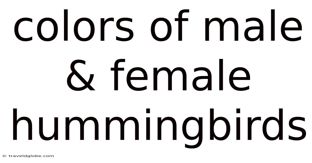 Colors Of Male & Female Hummingbirds