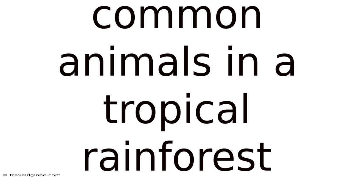 Common Animals In A Tropical Rainforest