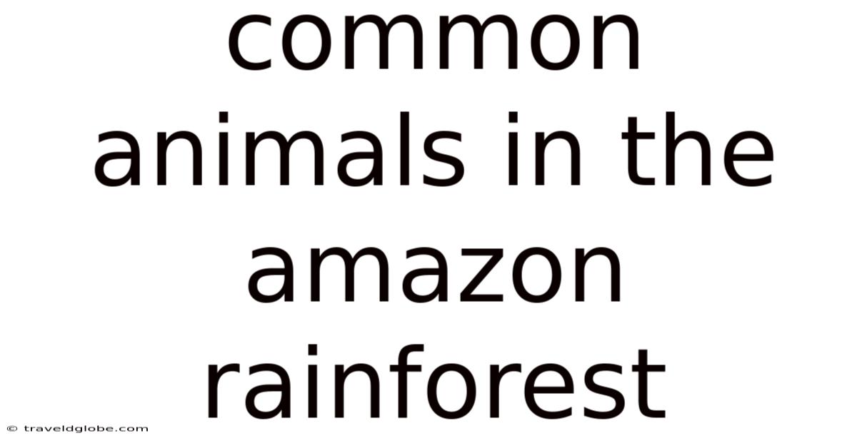 Common Animals In The Amazon Rainforest
