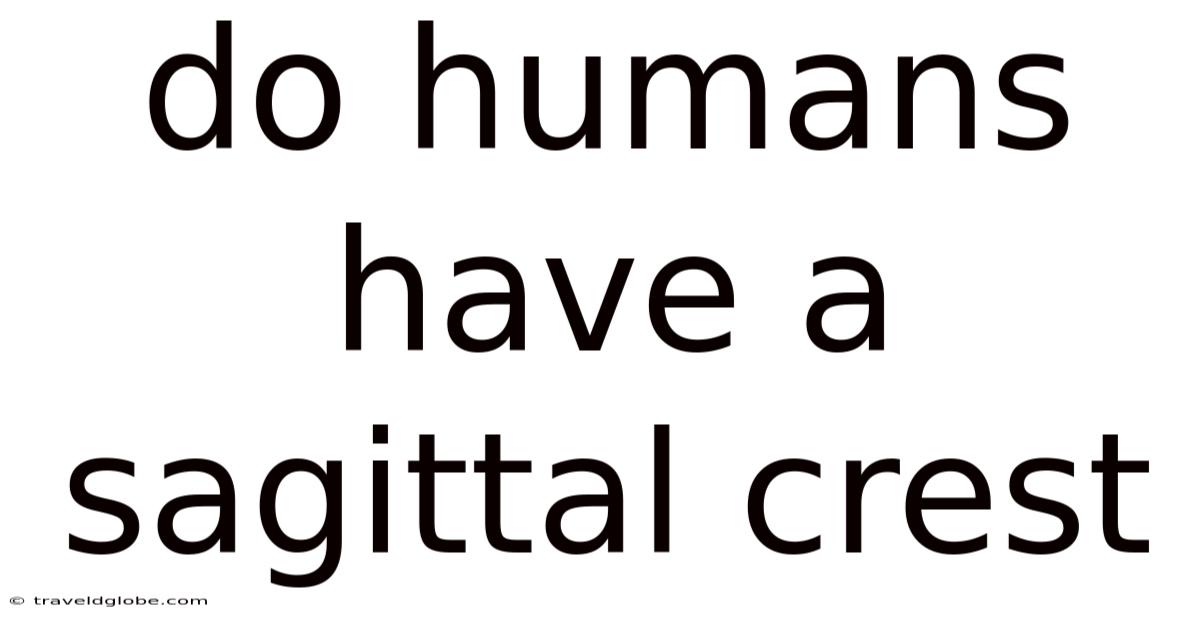 Do Humans Have A Sagittal Crest