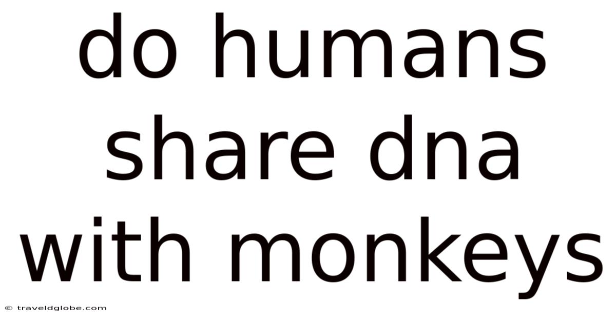 Do Humans Share Dna With Monkeys
