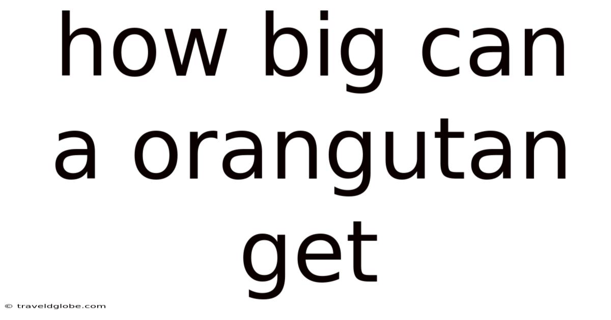 How Big Can A Orangutan Get
