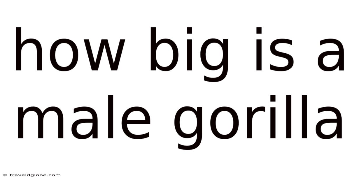 How Big Is A Male Gorilla