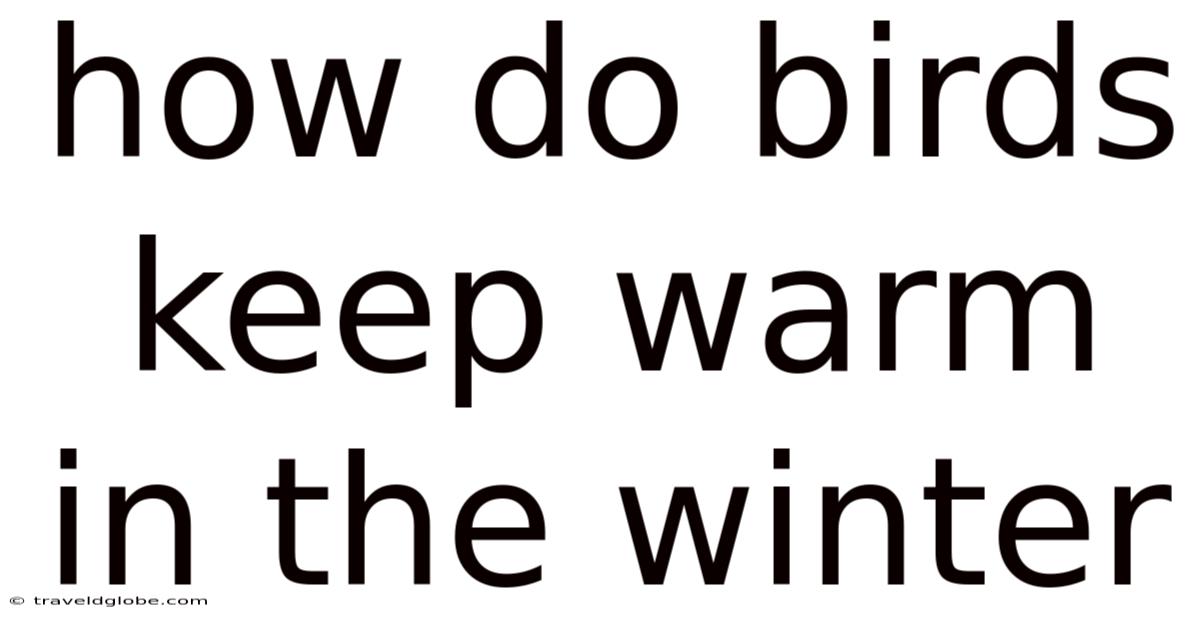 How Do Birds Keep Warm In The Winter