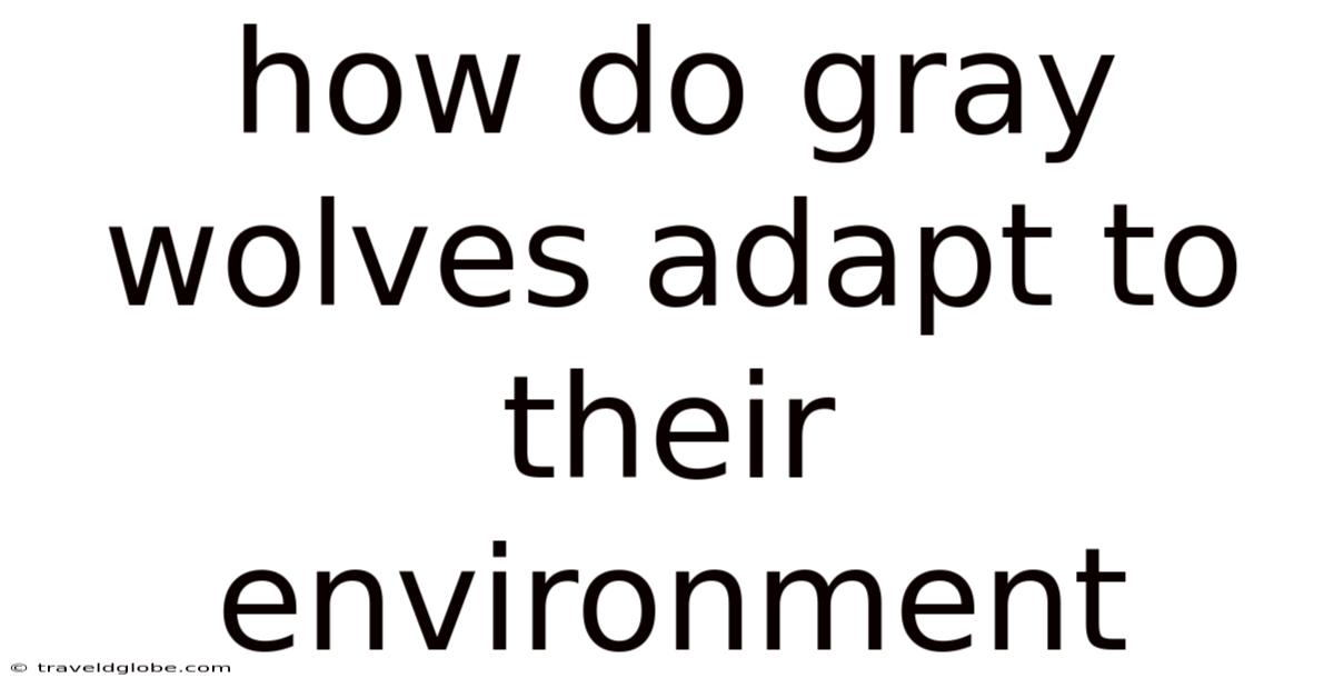 How Do Gray Wolves Adapt To Their Environment