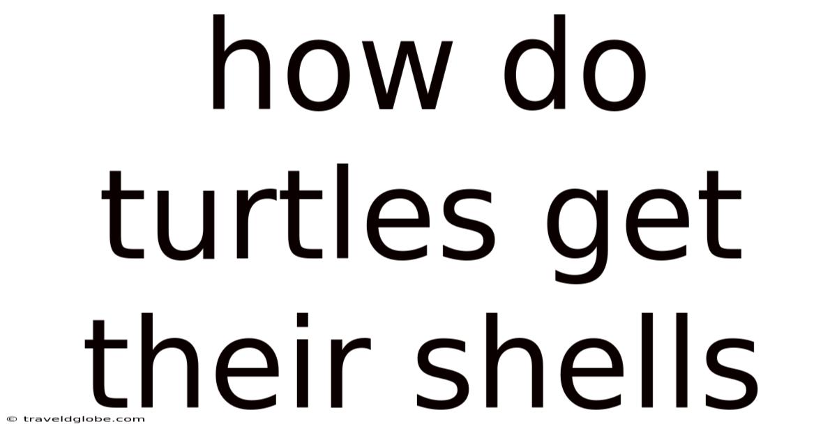How Do Turtles Get Their Shells