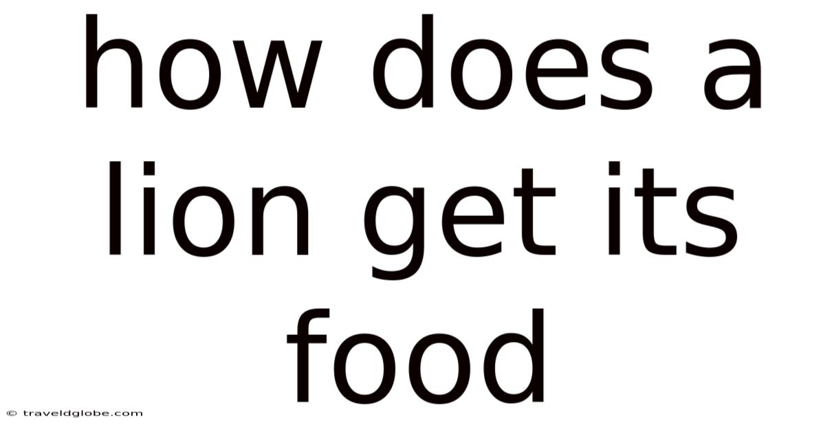 How Does A Lion Get Its Food