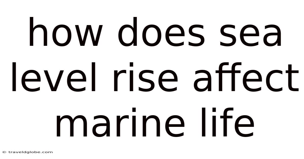 How Does Sea Level Rise Affect Marine Life