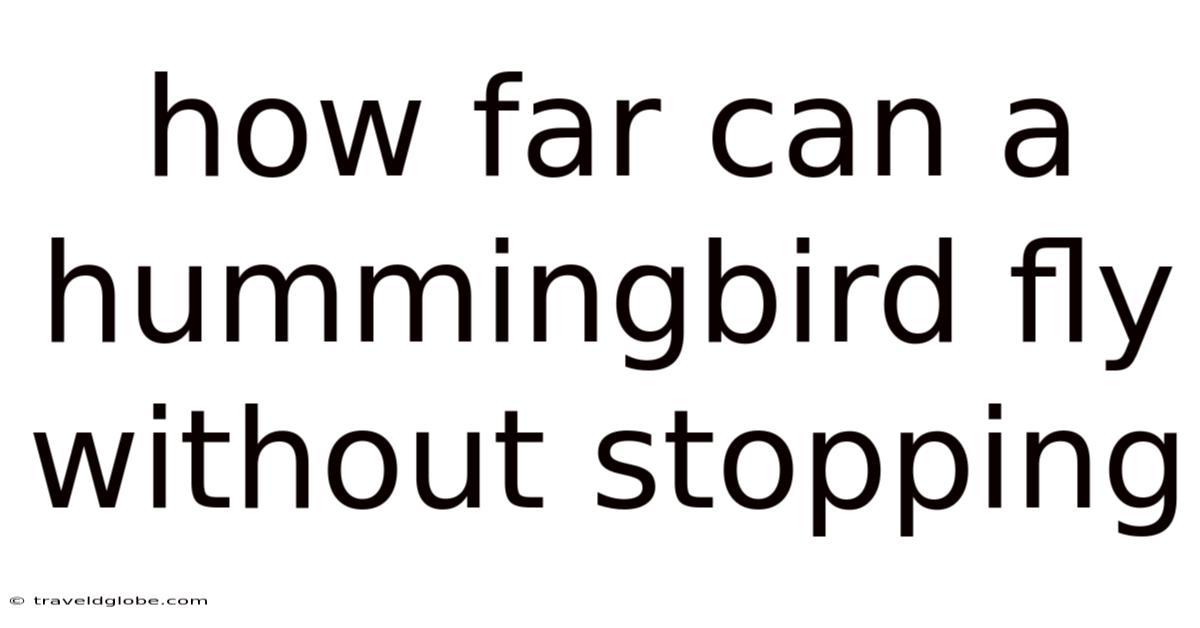 How Far Can A Hummingbird Fly Without Stopping