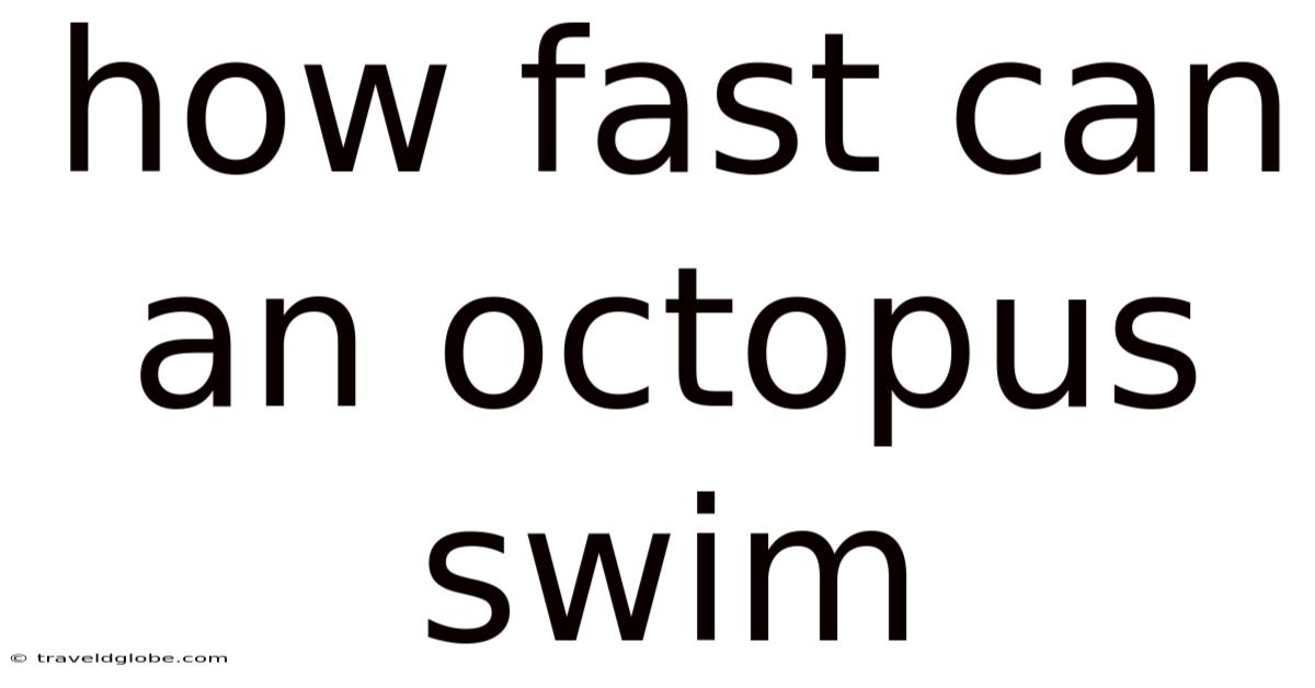 How Fast Can An Octopus Swim