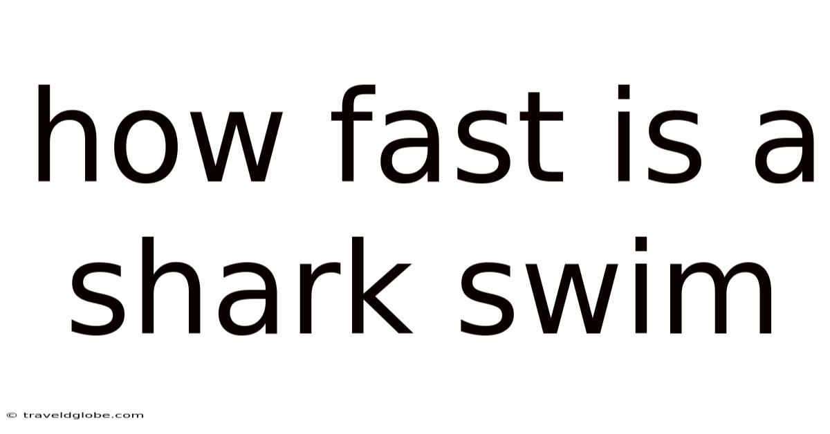 How Fast Is A Shark Swim