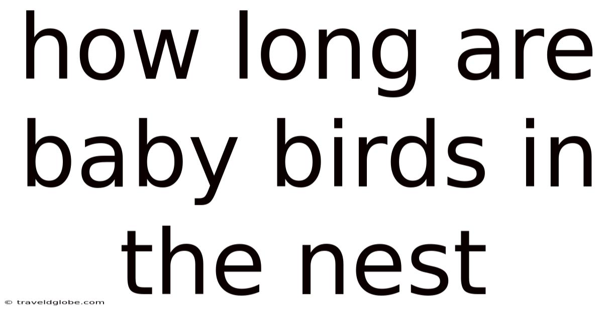 How Long Are Baby Birds In The Nest