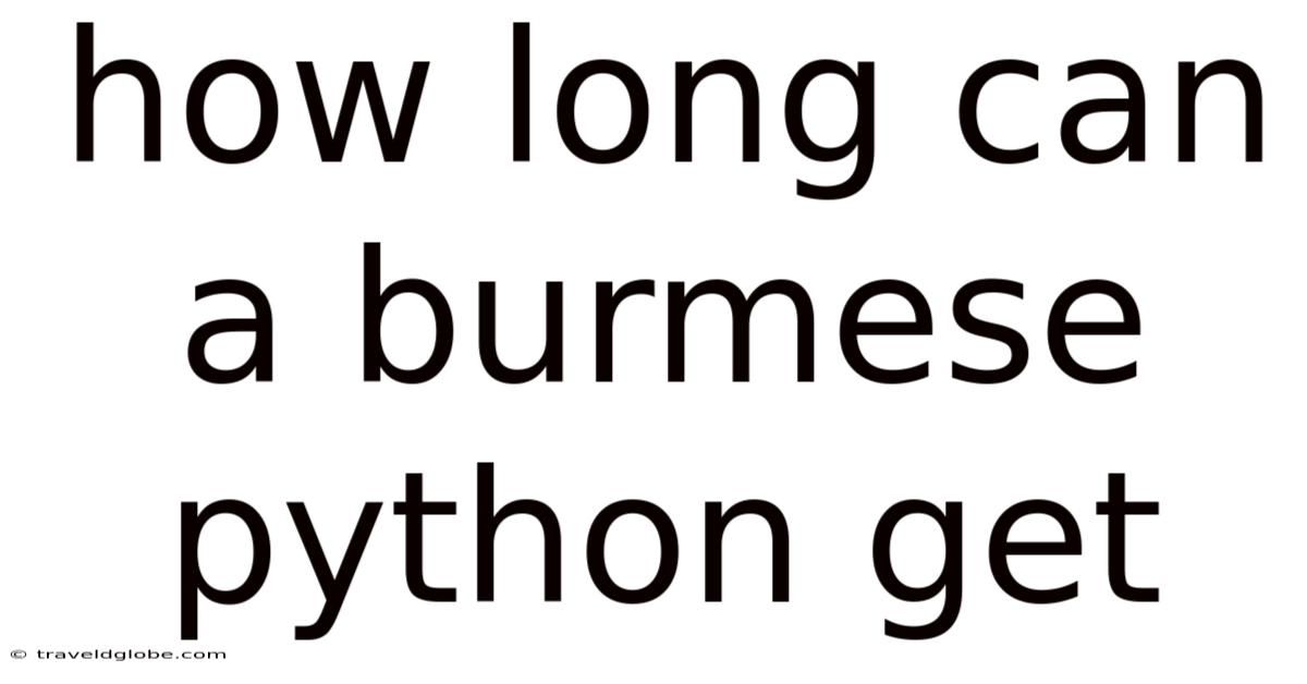 How Long Can A Burmese Python Get