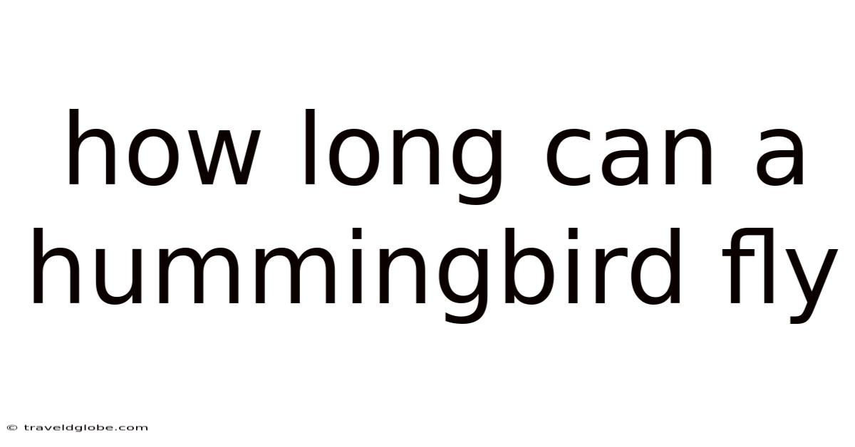 How Long Can A Hummingbird Fly