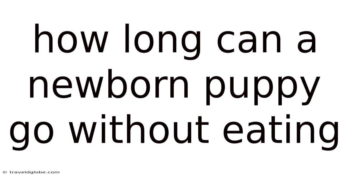 How Long Can A Newborn Puppy Go Without Eating