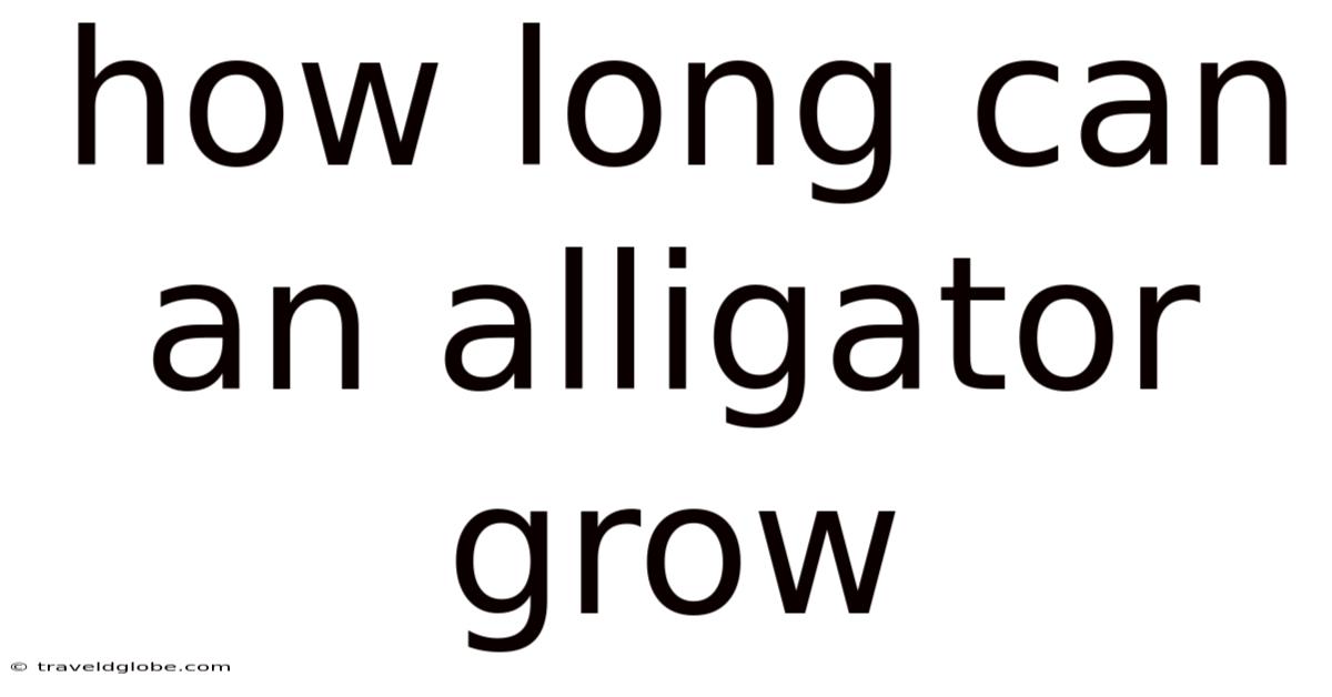 How Long Can An Alligator Grow