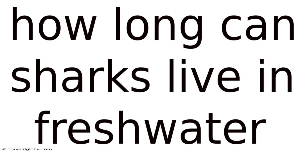How Long Can Sharks Live In Freshwater