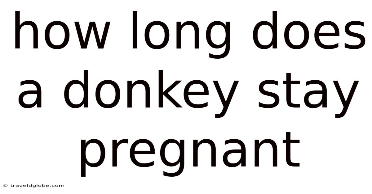 How Long Does A Donkey Stay Pregnant