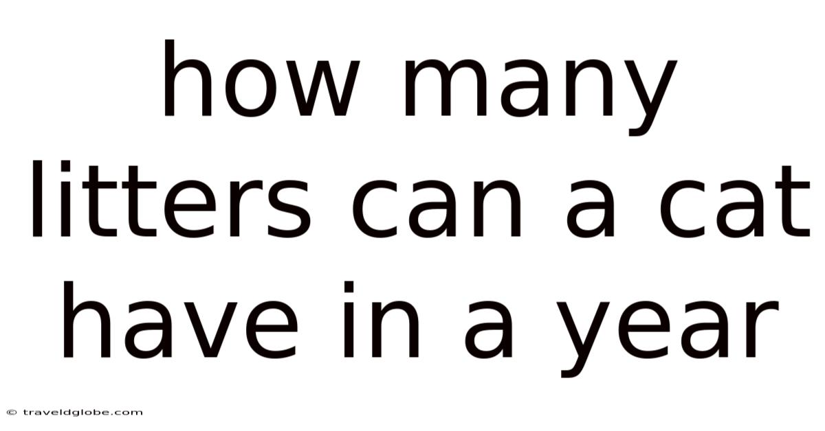 How Many Litters Can A Cat Have In A Year