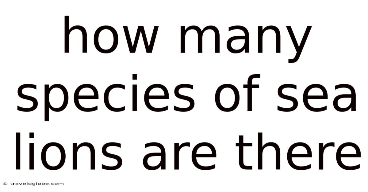 How Many Species Of Sea Lions Are There