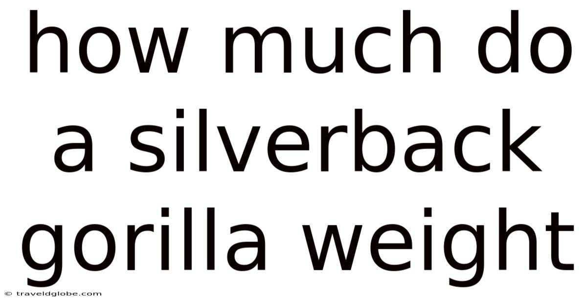 How Much Do A Silverback Gorilla Weight