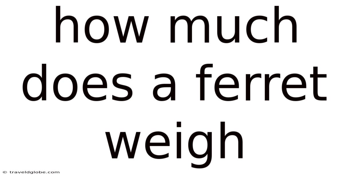 How Much Does A Ferret Weigh