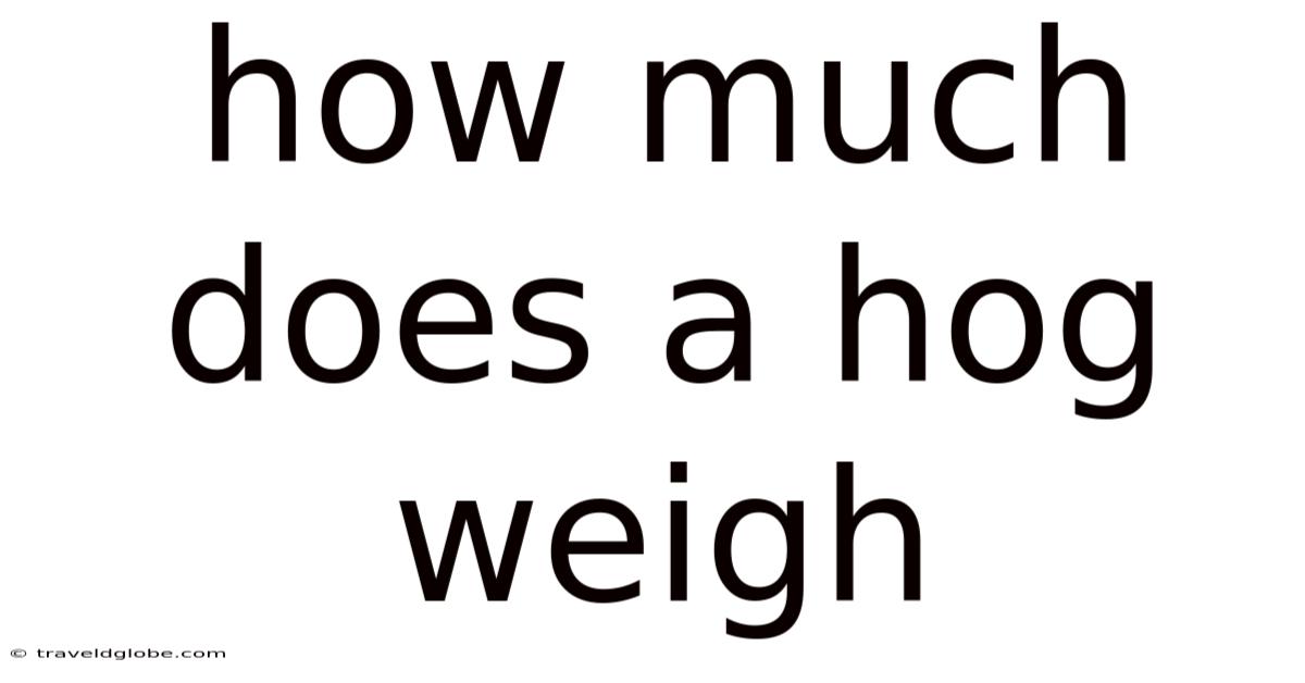 How Much Does A Hog Weigh