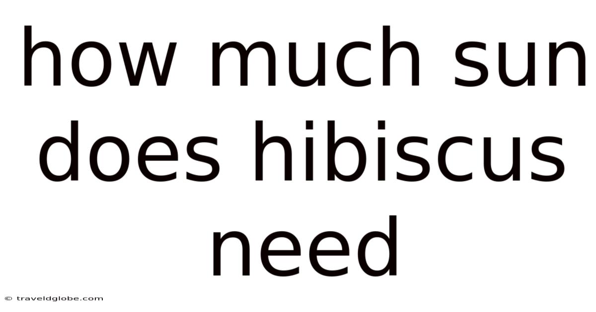 How Much Sun Does Hibiscus Need