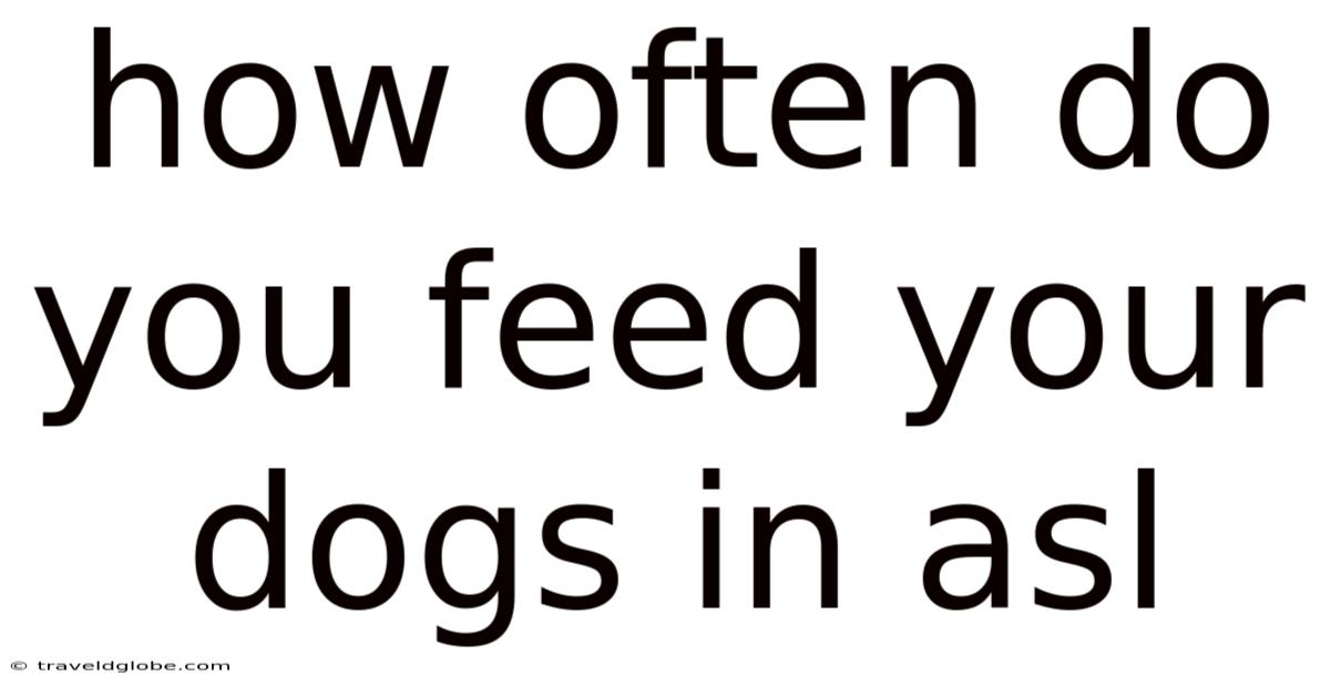 How Often Do You Feed Your Dogs In Asl