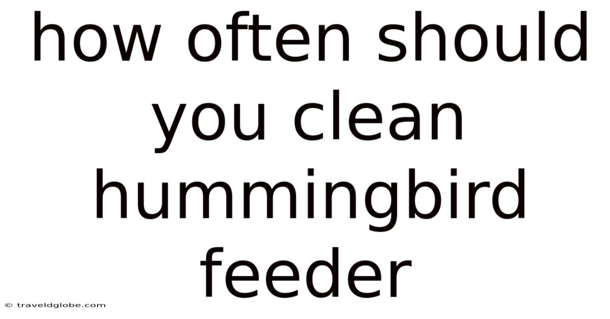 How Often Should You Clean Hummingbird Feeder
