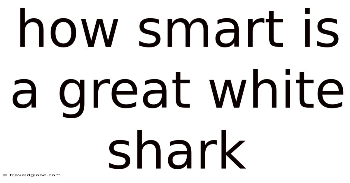 How Smart Is A Great White Shark