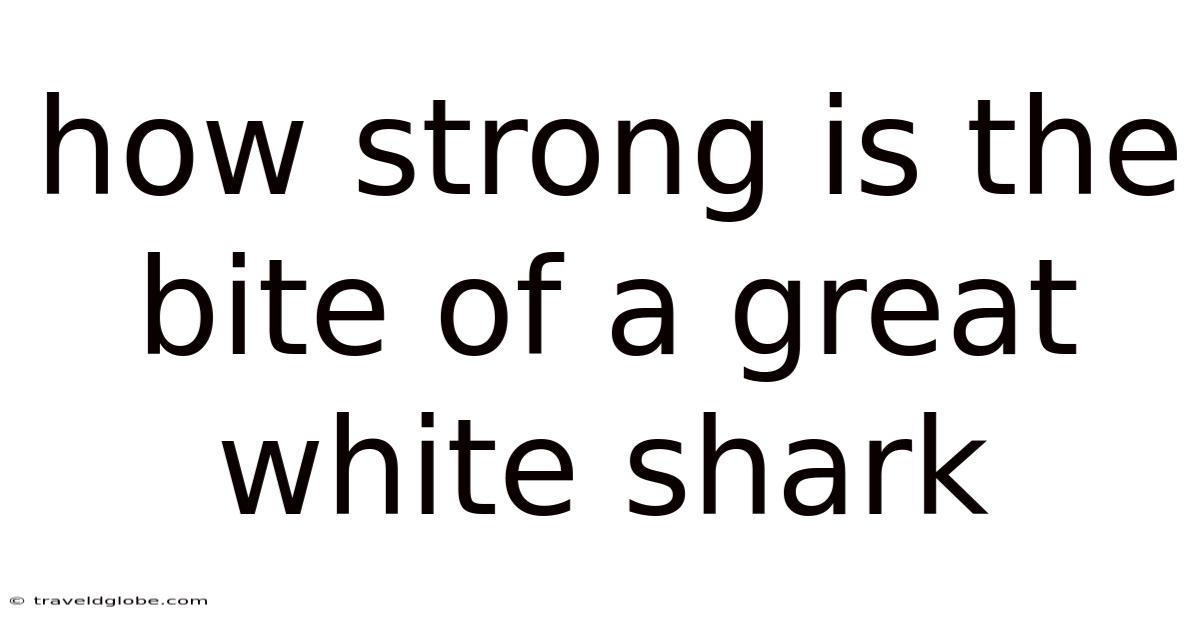 How Strong Is The Bite Of A Great White Shark