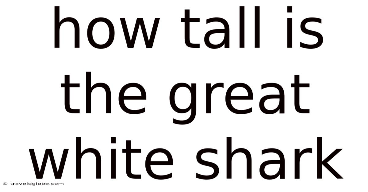 How Tall Is The Great White Shark