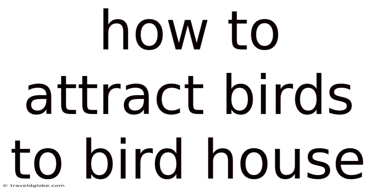 How To Attract Birds To Bird House
