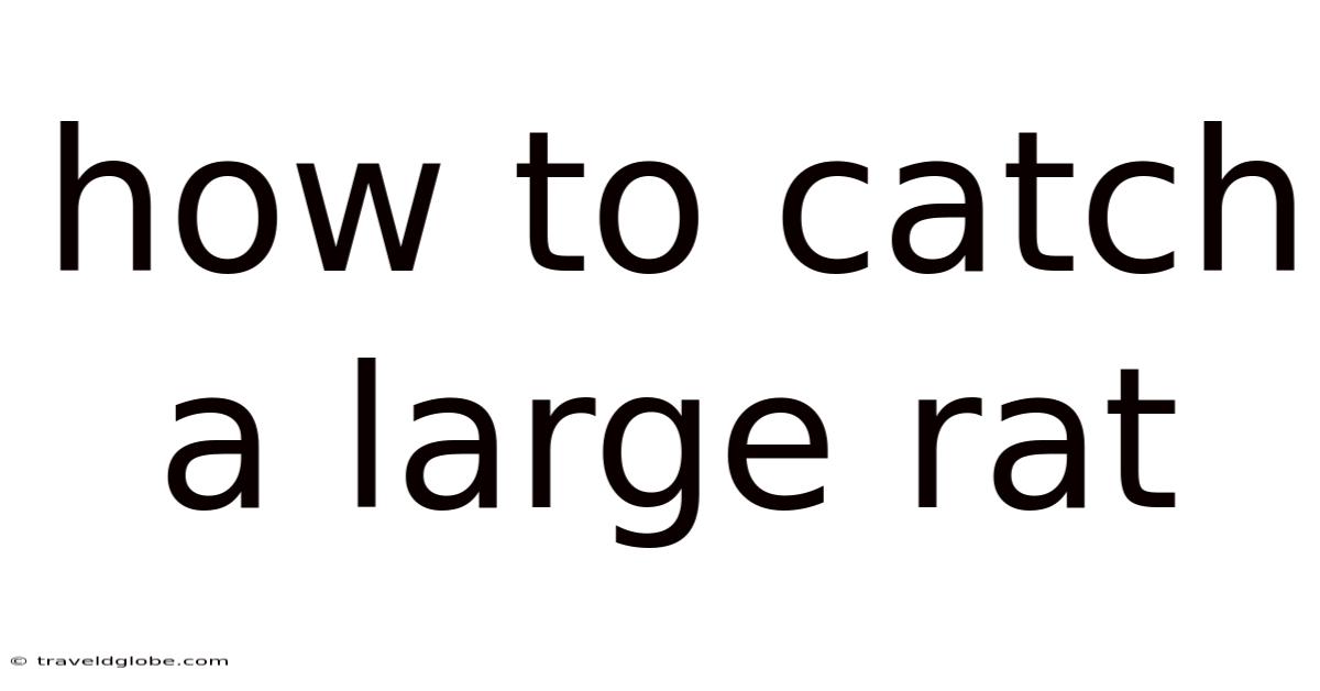 How To Catch A Large Rat