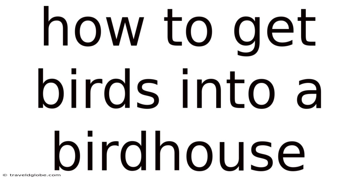 How To Get Birds Into A Birdhouse