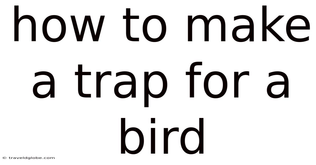 How To Make A Trap For A Bird
